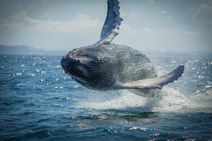 Whale Watching, Cayo Levantado and Limón Waterfall in Samaná - Photo 1 of 8